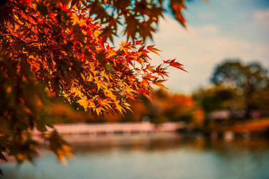 🍁 Kyoto in Autumn: The Best Spots for Momiji (Maple) Viewing