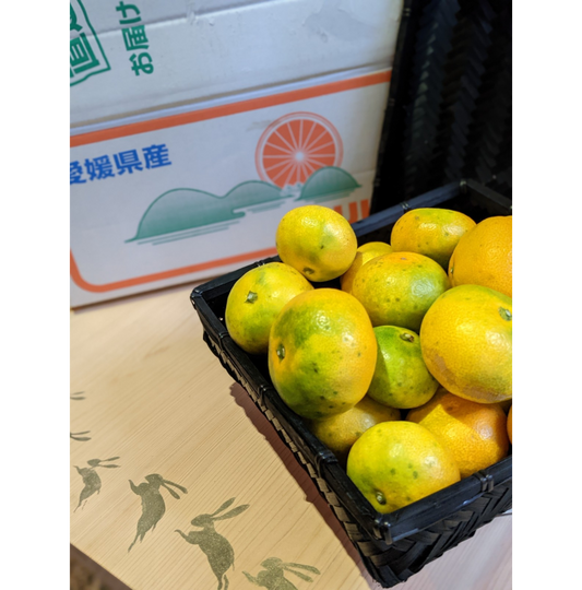 Early-harvest Oranges (Ehime Prefecture, Uwajima City, the birthplace of Ehime Oranges)