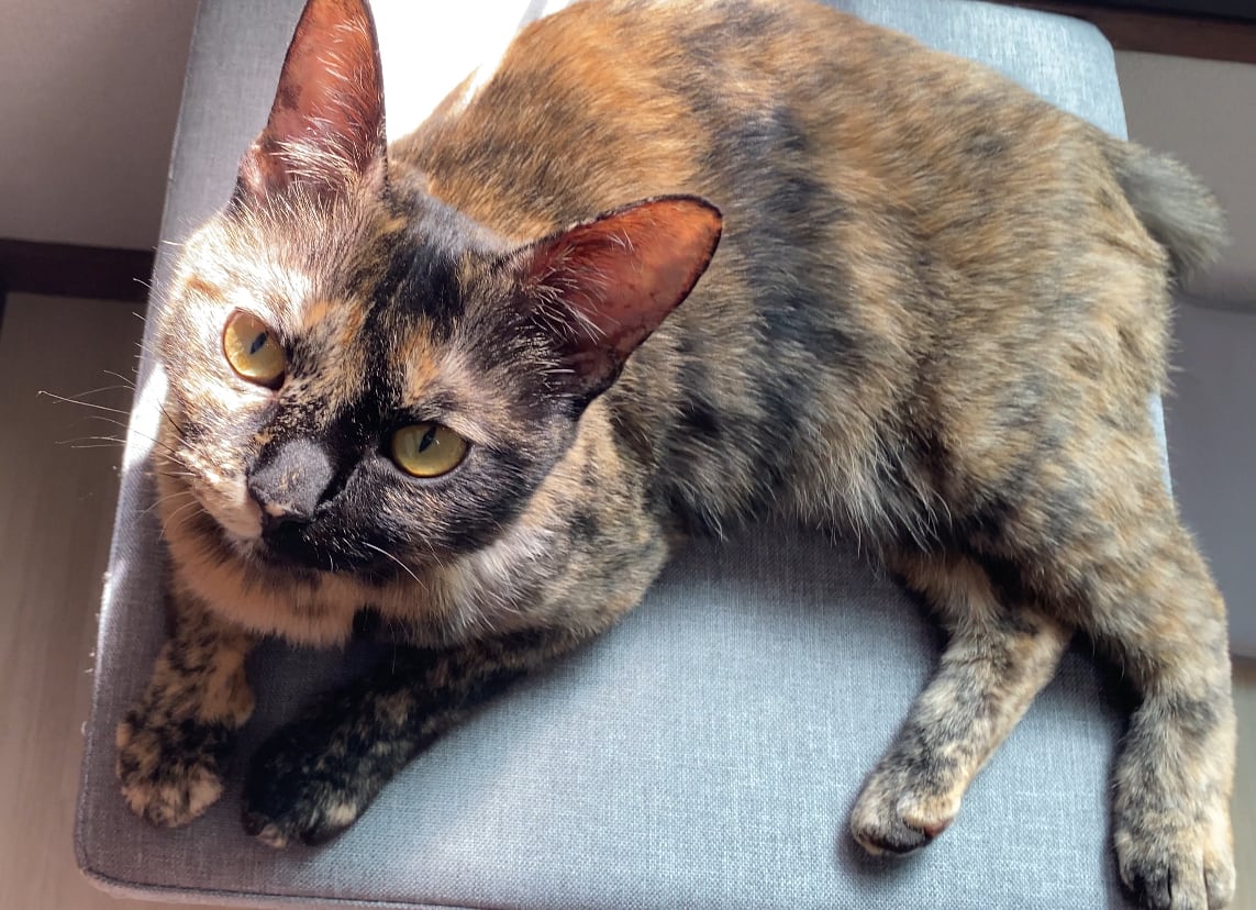 10 Cats, 10 Colors – Honorary Chaircat Koume (Maneki Neko Edition